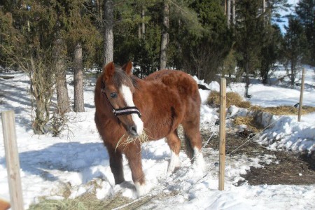 Cesar, Marias ponny