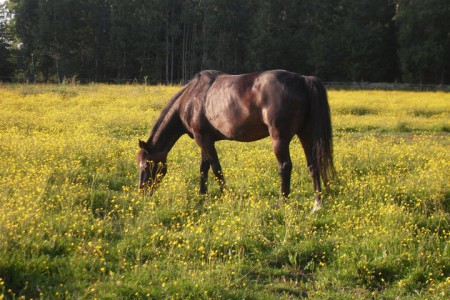 Friden