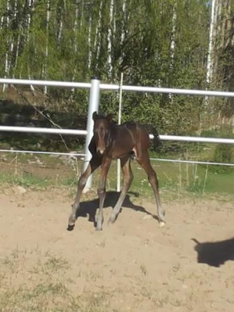 2 dagar gammal och betydligt stadigare på benen